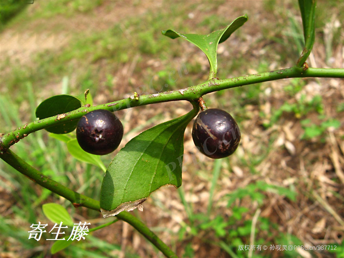 诗经里的植物辨识四十一茑是什么寄生