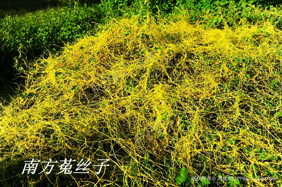 《诗经》里的植物辨识(四十二)女萝不是菟丝子_松萝_寄生_古人