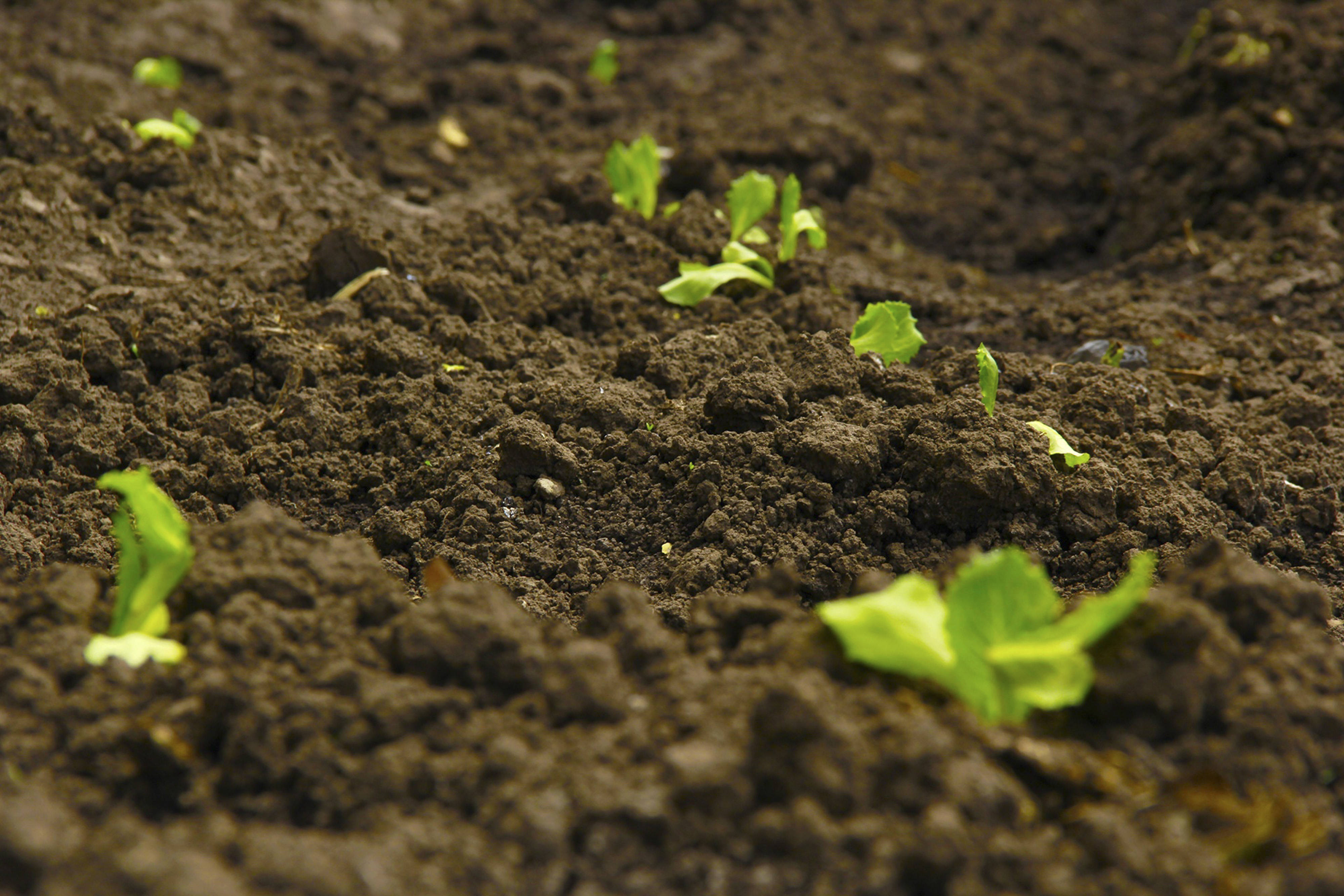 如何识别土壤酸碱性?_酸碱度_农作物_酸性