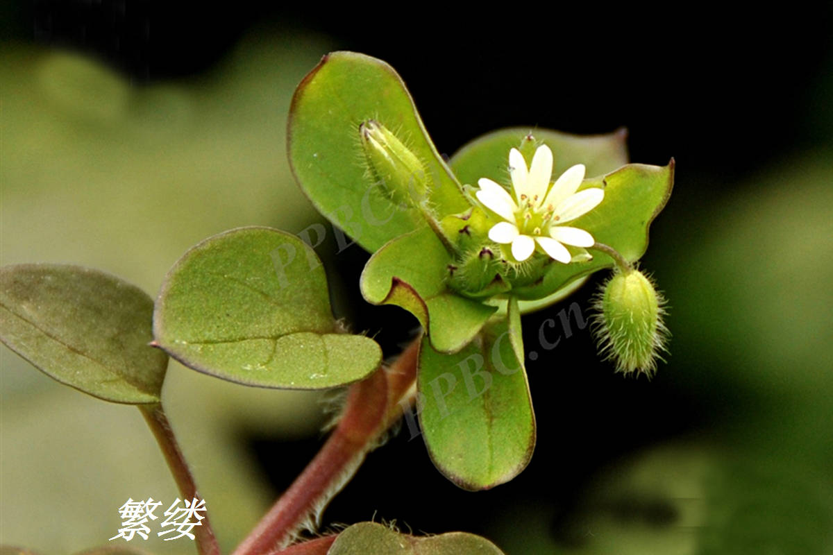诗经里的植物辨识四十三卷耳和苍耳