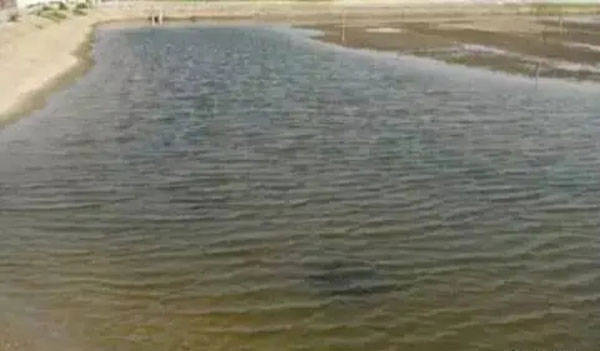 导致池塘水体浑浊的原因有哪些?_藻类_悬浮_底部