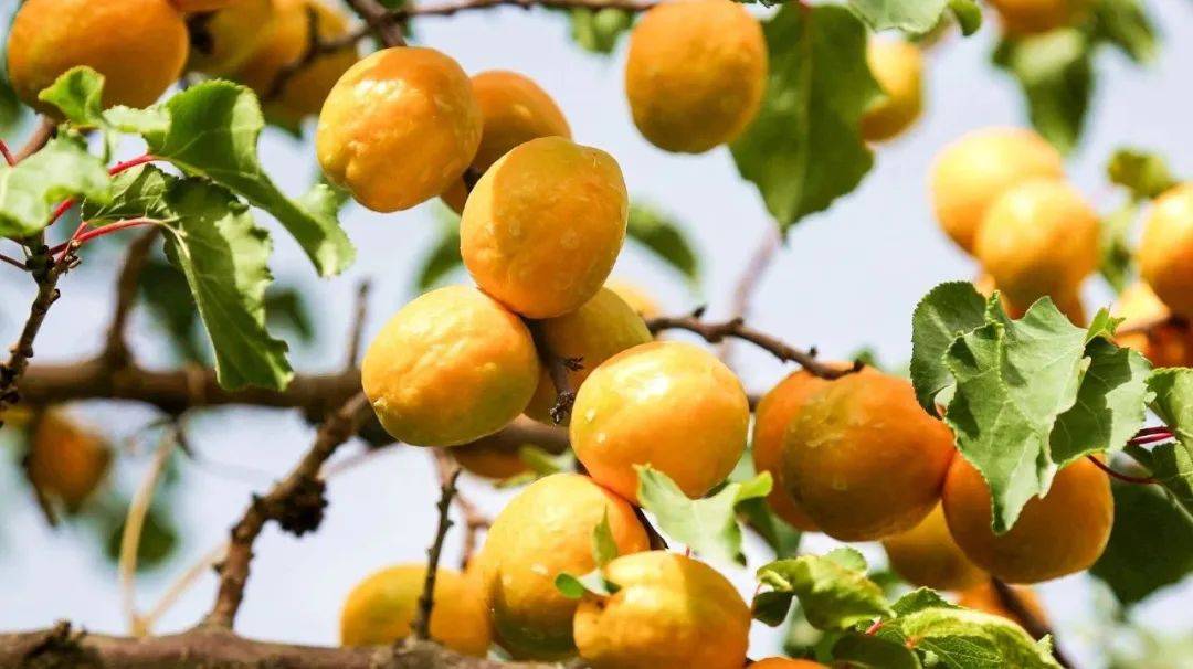 敦煌水果之王李广杏上市啦