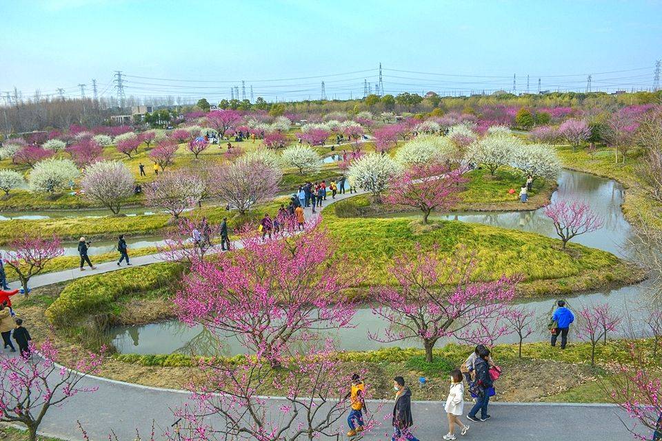 朱泾镇花开海上生态园图片