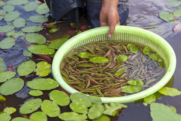 莼菜 来自搜狐网