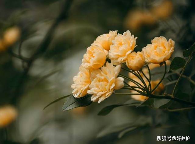 蔷薇界 开花劳模 木香花南北均可养 但这三个地方慎养 园艺 枝条 植物