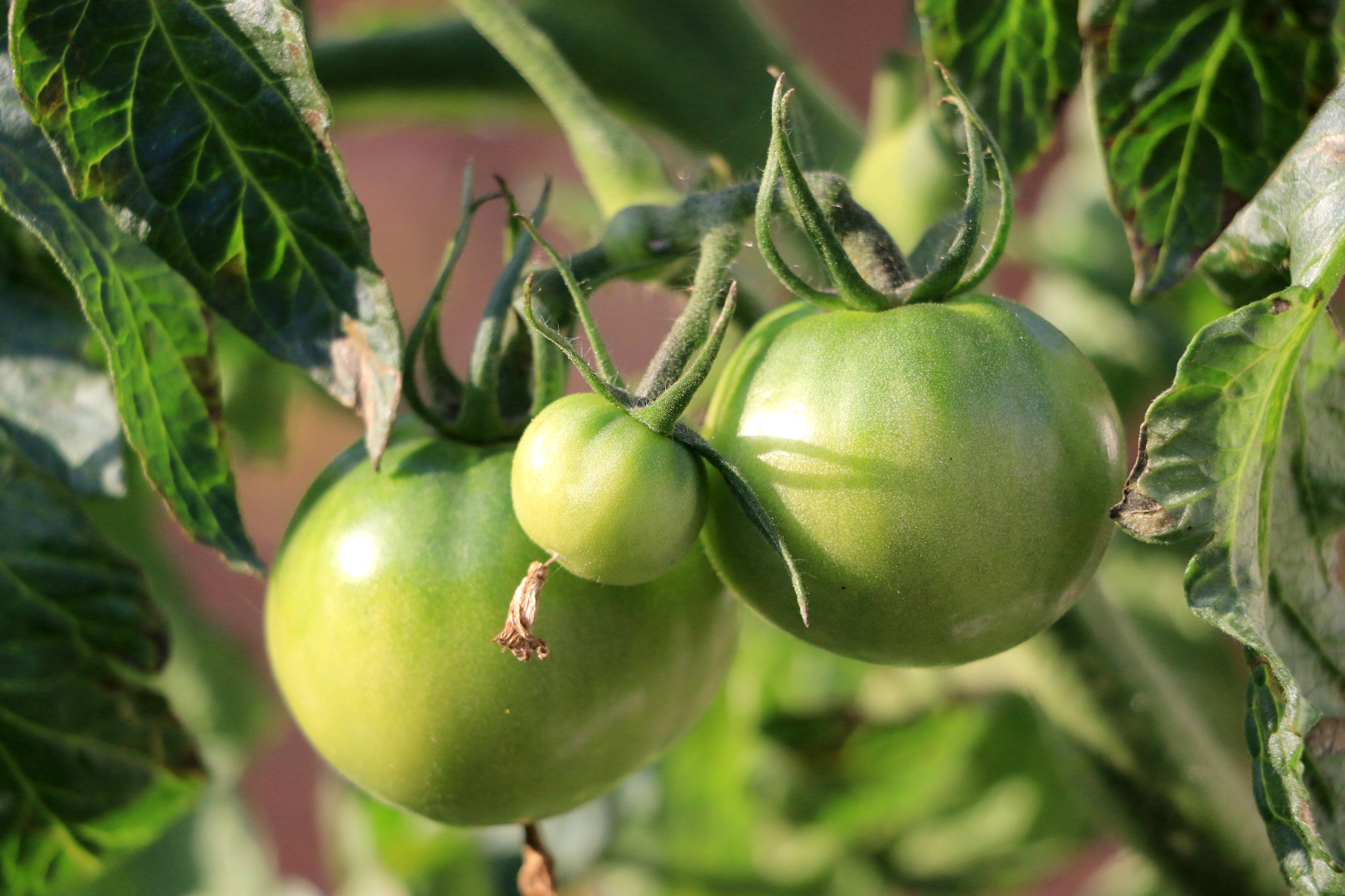 番茄越长越小做好这两个方面促高产