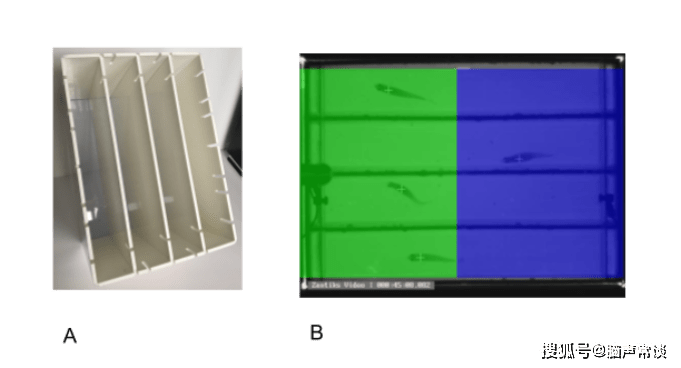 原創腦聲常談斑馬魚行為實驗手冊丨條件性位置偏好cpp實驗