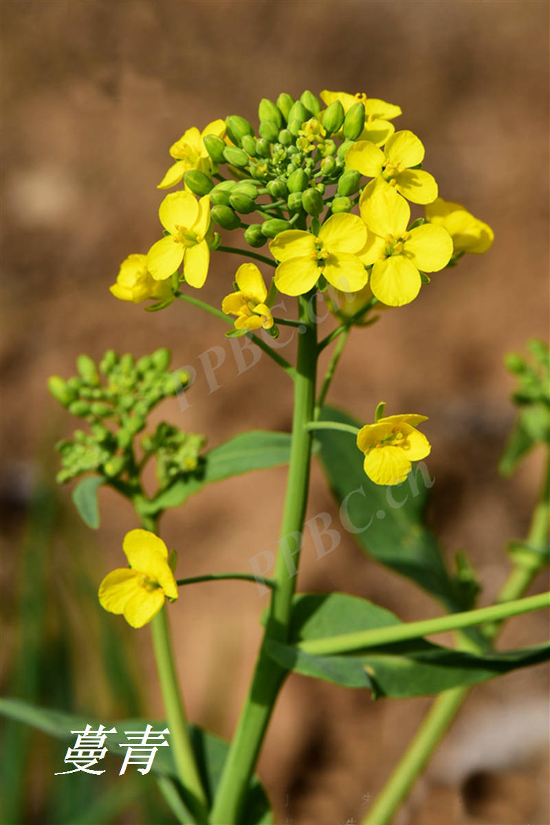 读fēng(风) 时,是指蔓青(芜青);读fèng (凤