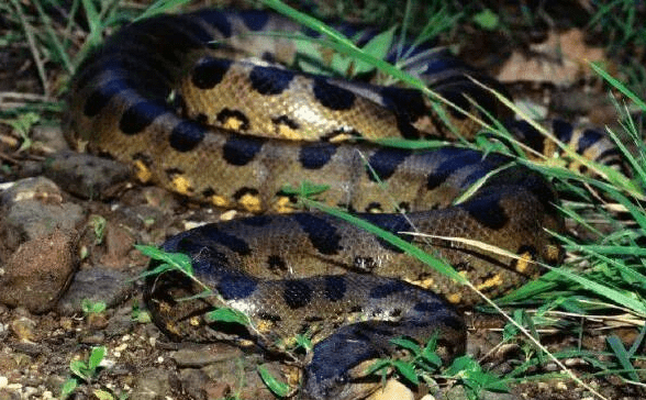 六种动物是动物王国顶端,一种比一种致命_鳄鱼_电鳗_美洲豹