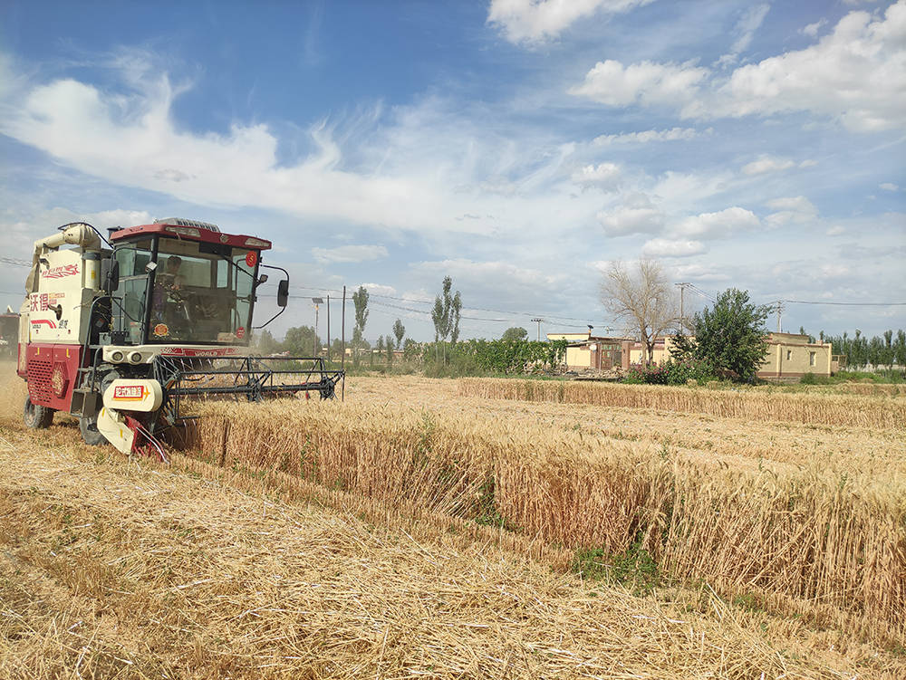 尉犁县阿克苏普乡冬小麦开镰丰收盛景入画来