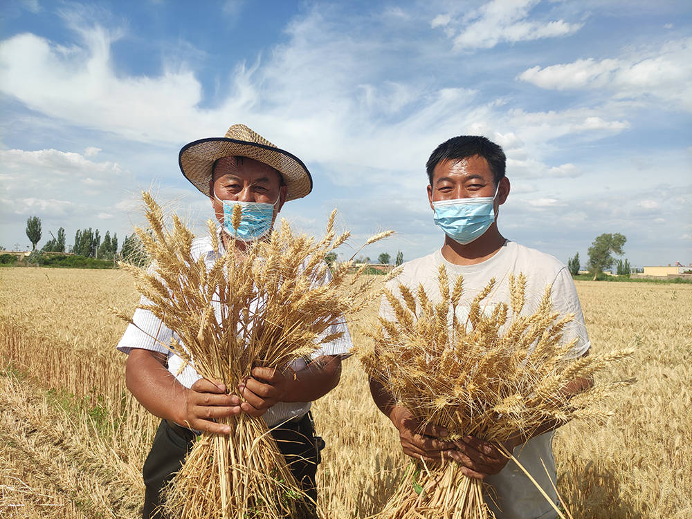 尉犁县阿克苏普乡冬小麦开镰丰收盛景入画来