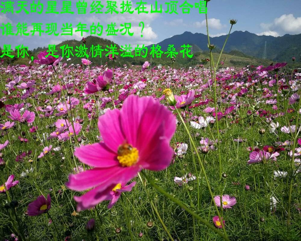 情迷格桑花文周延鋒現代詩歌美文美圖