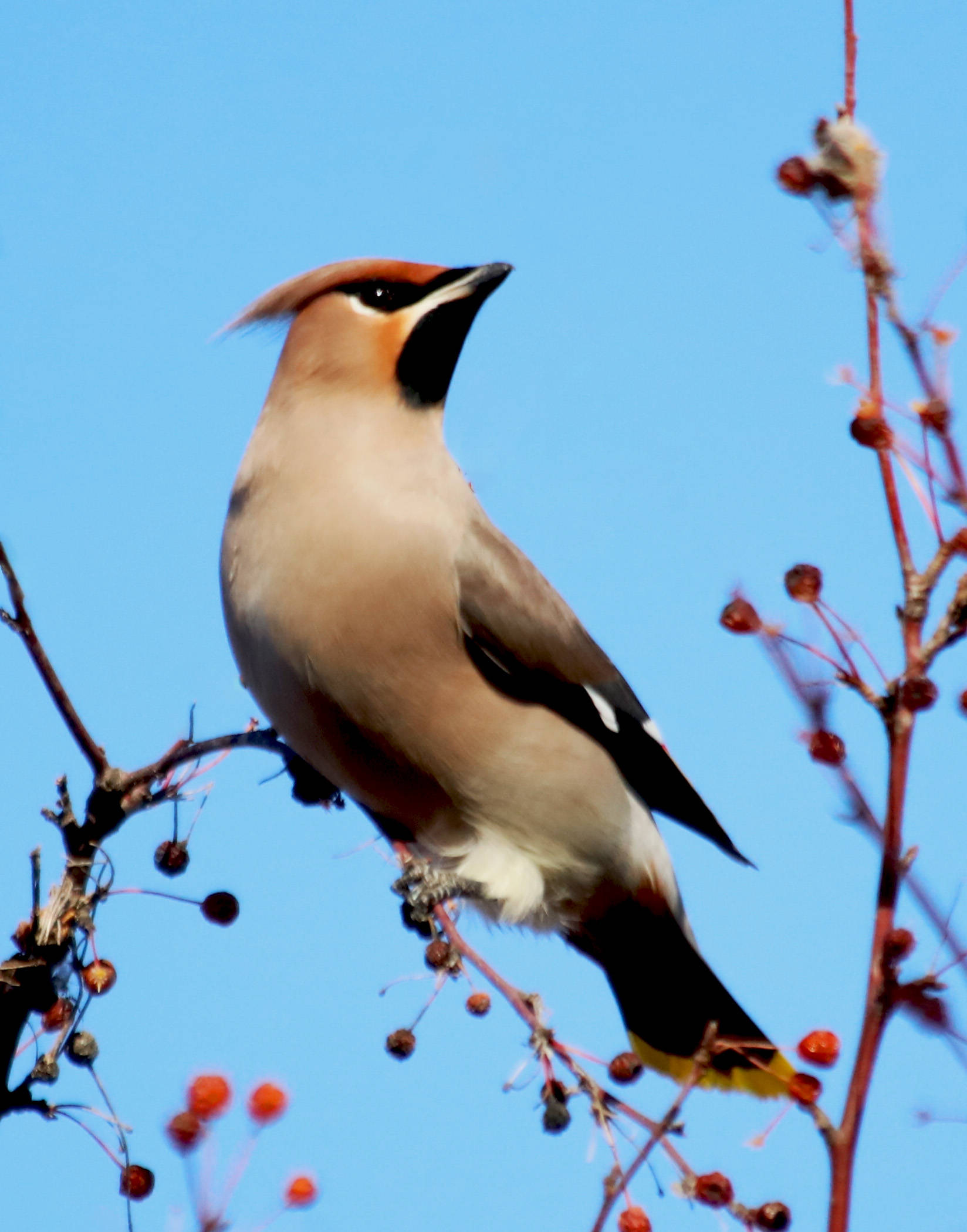 太平鸟明朝:王鏊有鸟有鸟名太平,太平时节方来鸣.