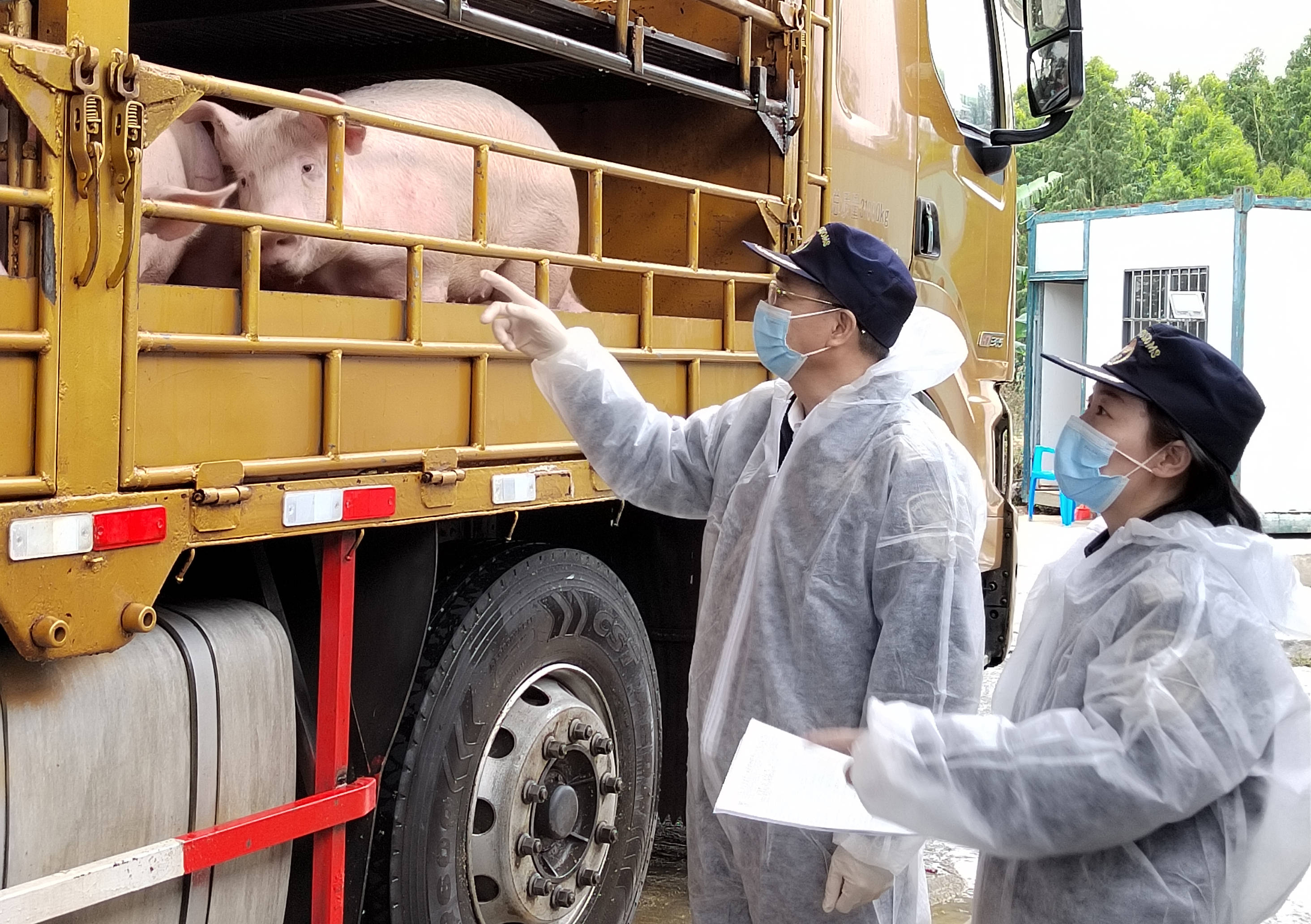 湛江海关全力保障香港鲜活动物产品安全稳定供应_供港_检疫_监管