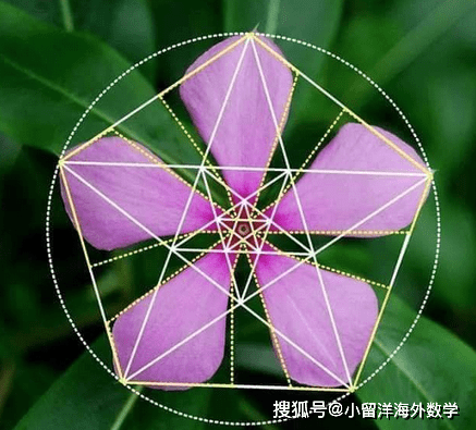 看看这些花朵中蕴藏的几何图案感受下大自然中的数学之美