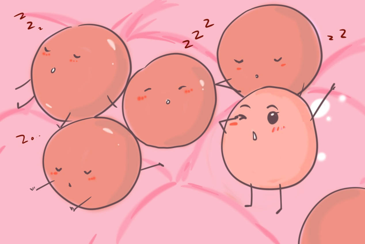 卵泡发育不良要注意这几点