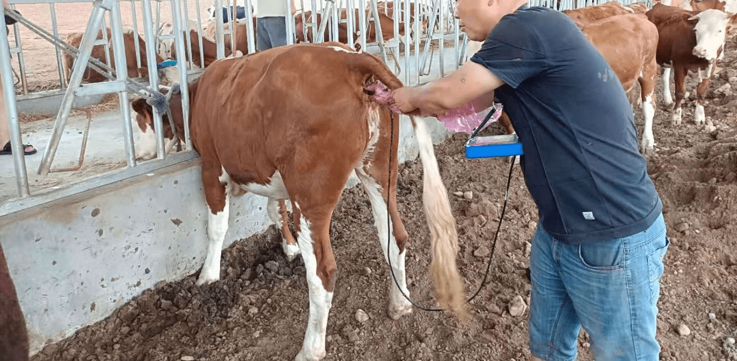 牛用b超机直肠超声测母牛怀孕