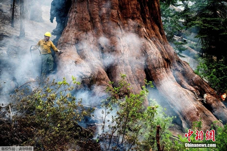 美优胜美地国家公园林火危及园内500棵巨型红杉树_灭火_山火_加州