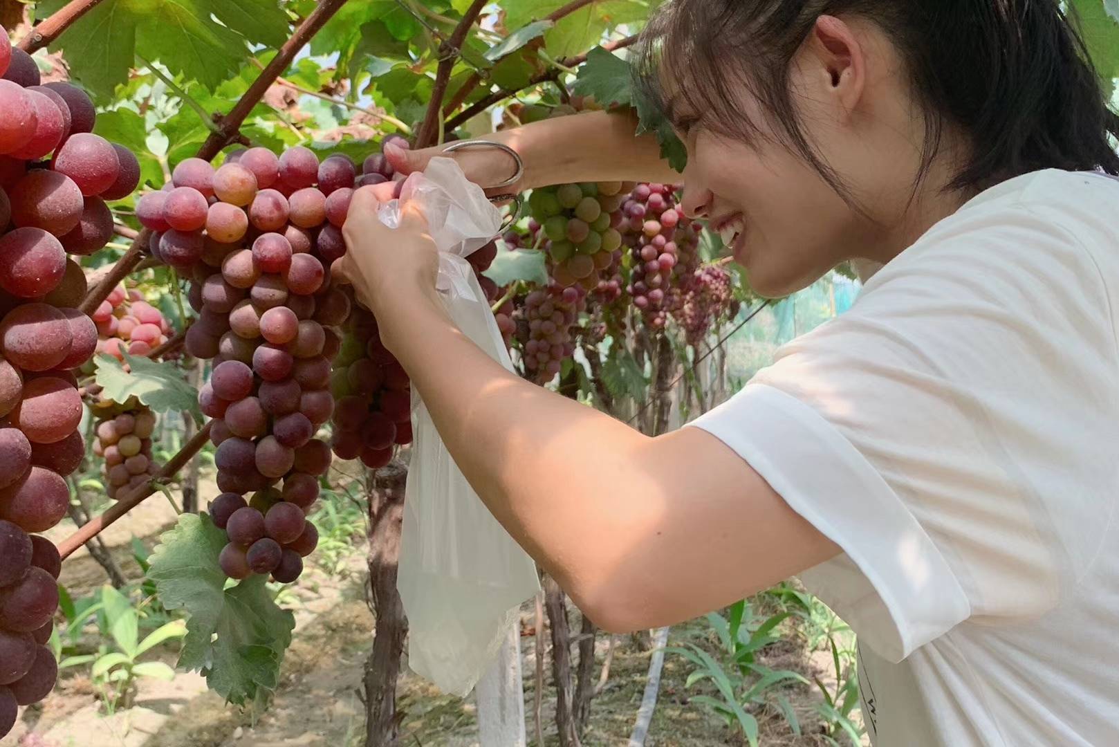 上海夏季葡萄采摘好去处~乐活营地葡萄采摘攻略