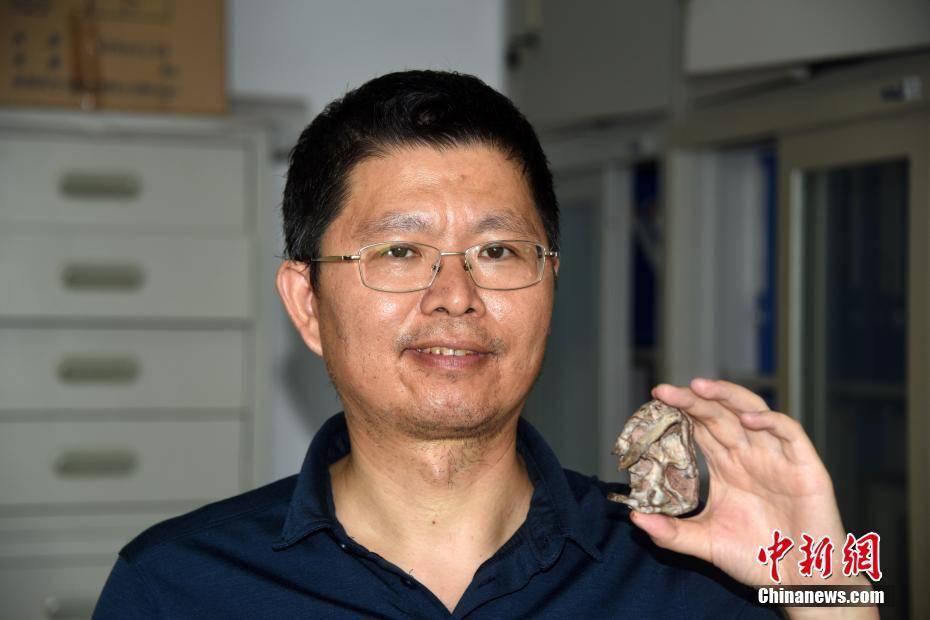 中国首次发现2.55亿年前真钱伯兽化石-搜狐大视野-搜狐新闻