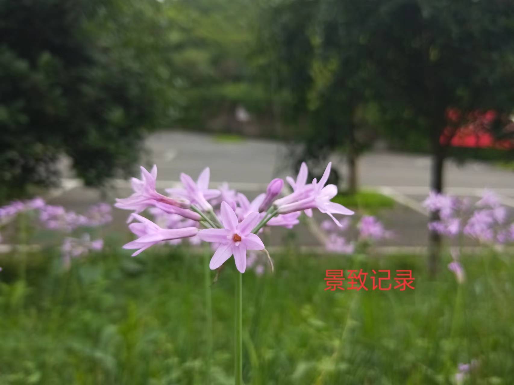 景致记录 在火炉重庆 请珍惜短暂的初夏时光 去看看那花与树 道路 紫娇 粉红色 景致记录 在火炉重庆 请珍惜短暂的初夏时光 去看看那花与树 道路 紫娇 粉红色