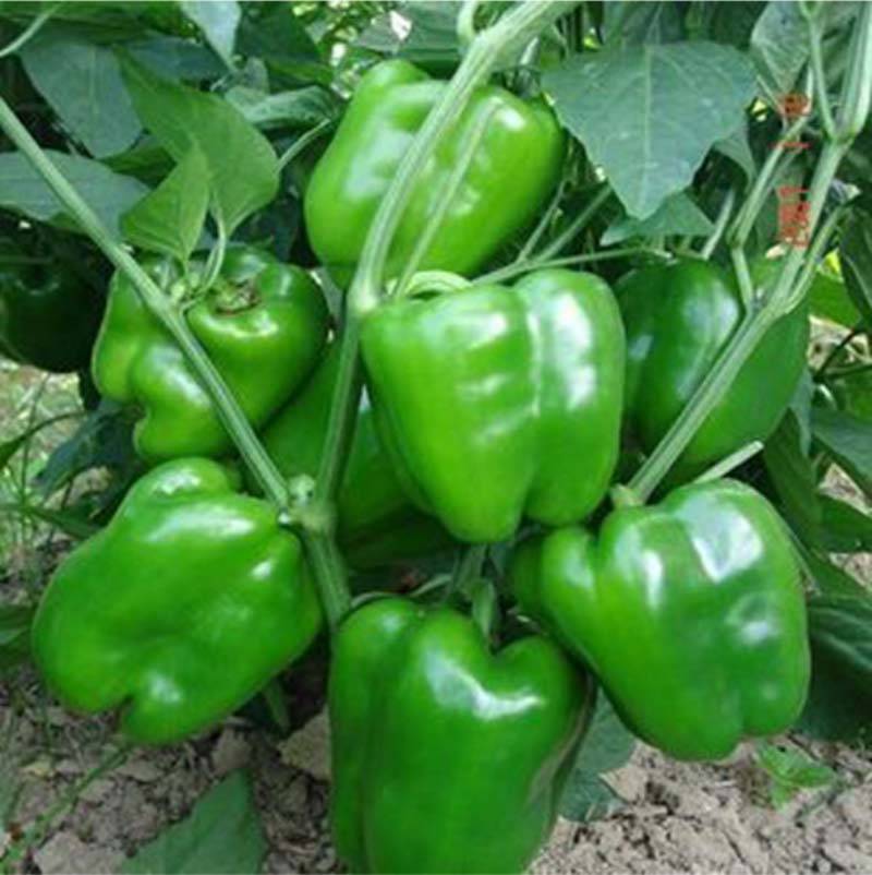 瑞特菜椒高产大果甜椒青椒辣椒种子_栽培_果实_全国