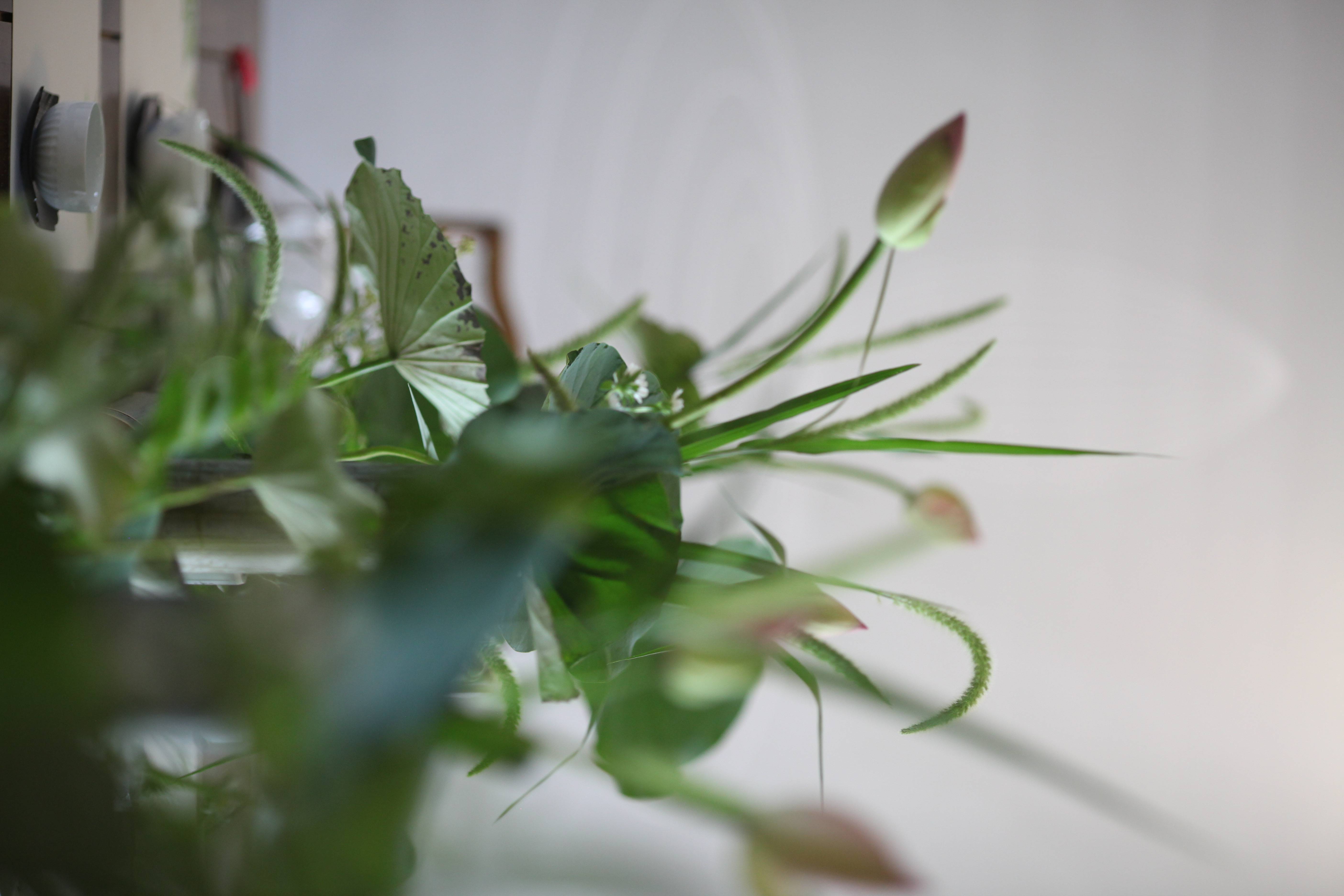 蘭印象支部夏日雅集·风动荷香|东方美学#茶会雅集花道布置