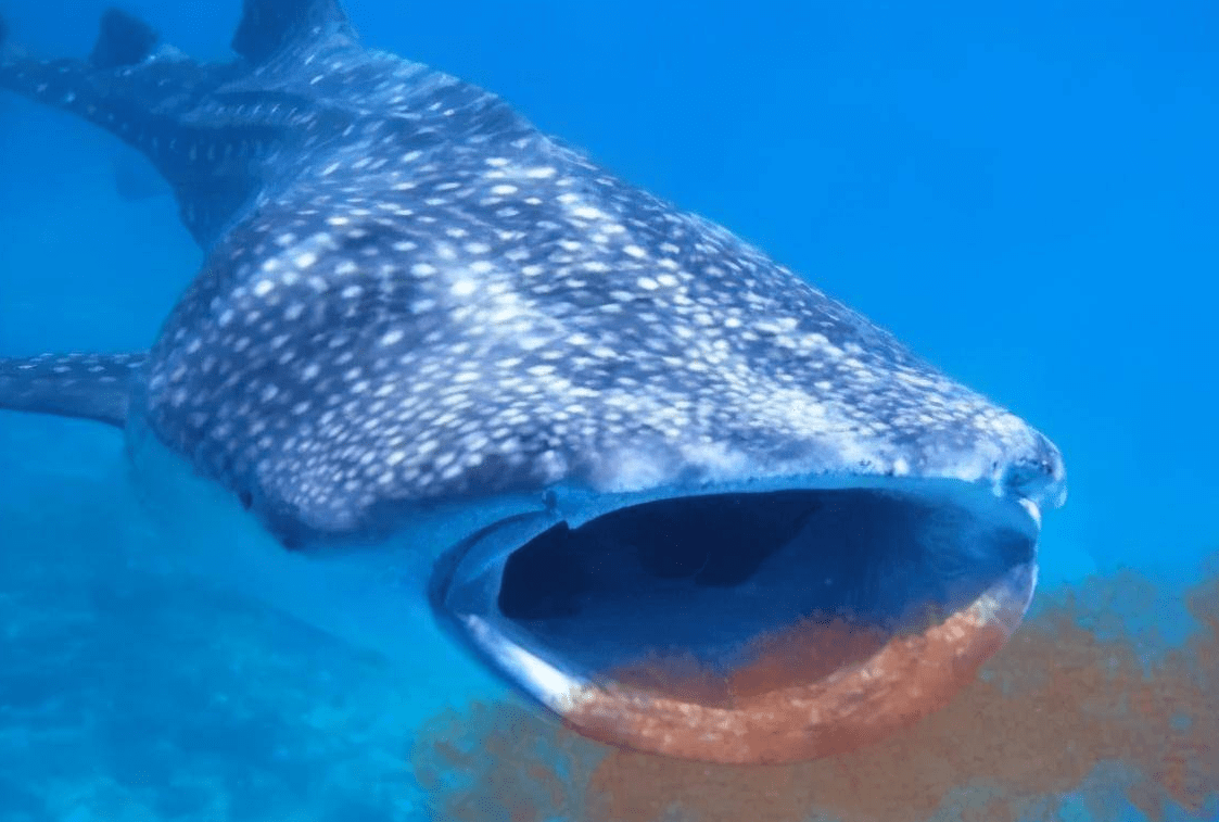 专家:这是地球bug_蓝鲸_食物_数量