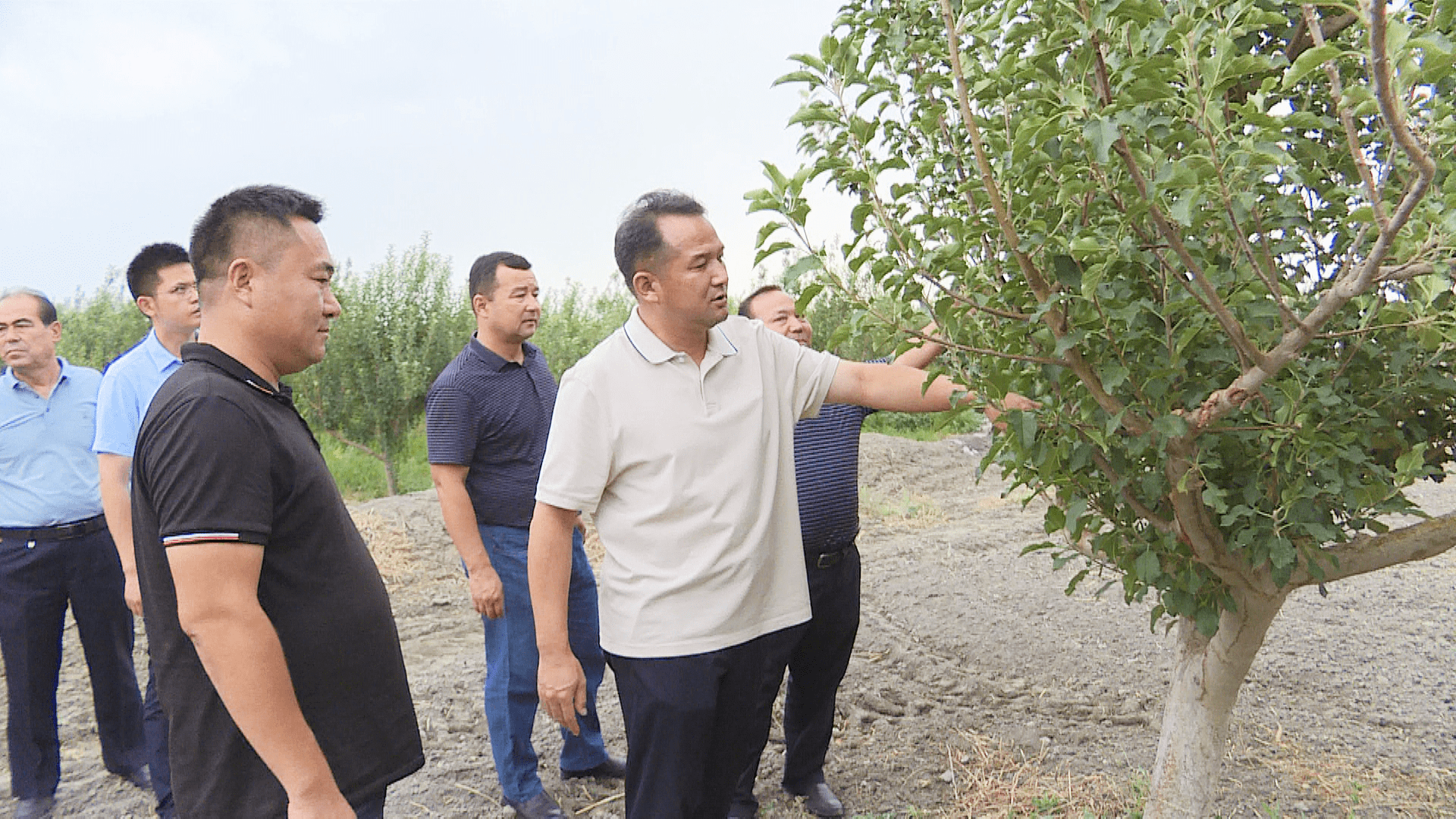轮台县委主要领导调研林下经济及造林绿化工作