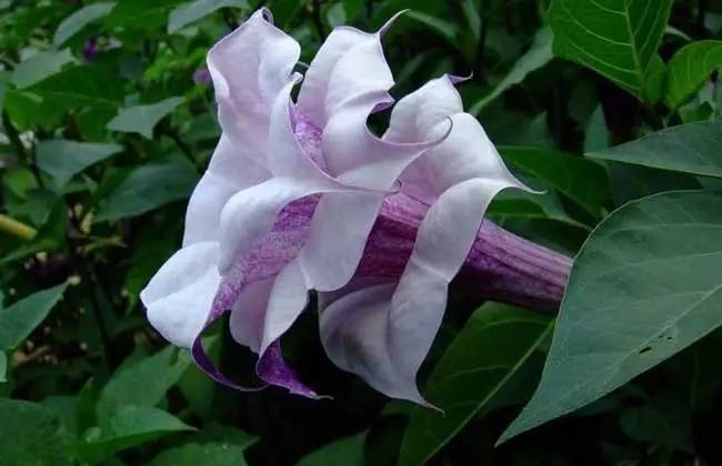 鹤顶红,断肠草,蒙汗药……想不到毒药也能治病_乌头_治疗_砒霜