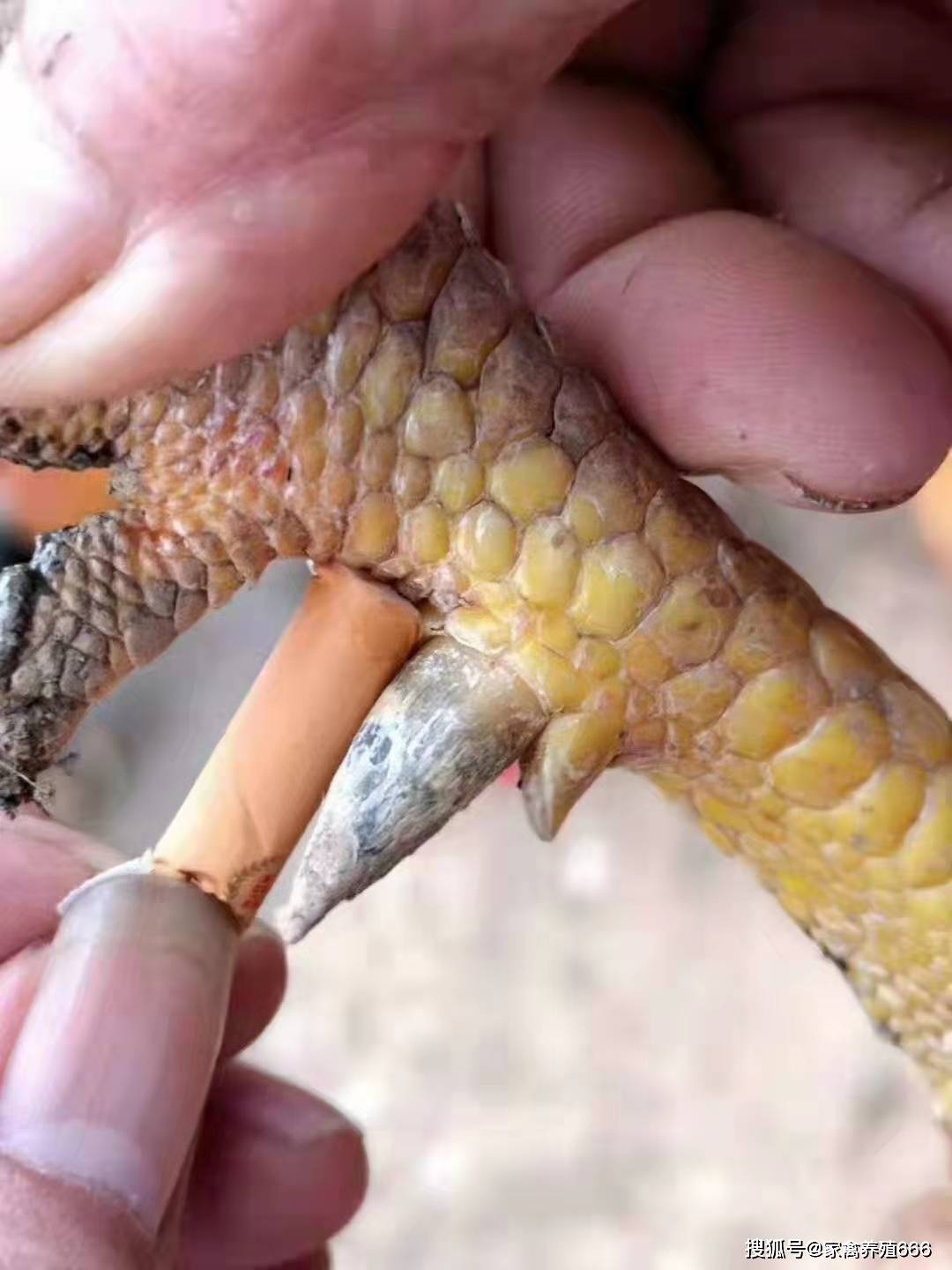 散养土鸡喂什么有长蹬爪的效果鸡快速有效长脚蹬子