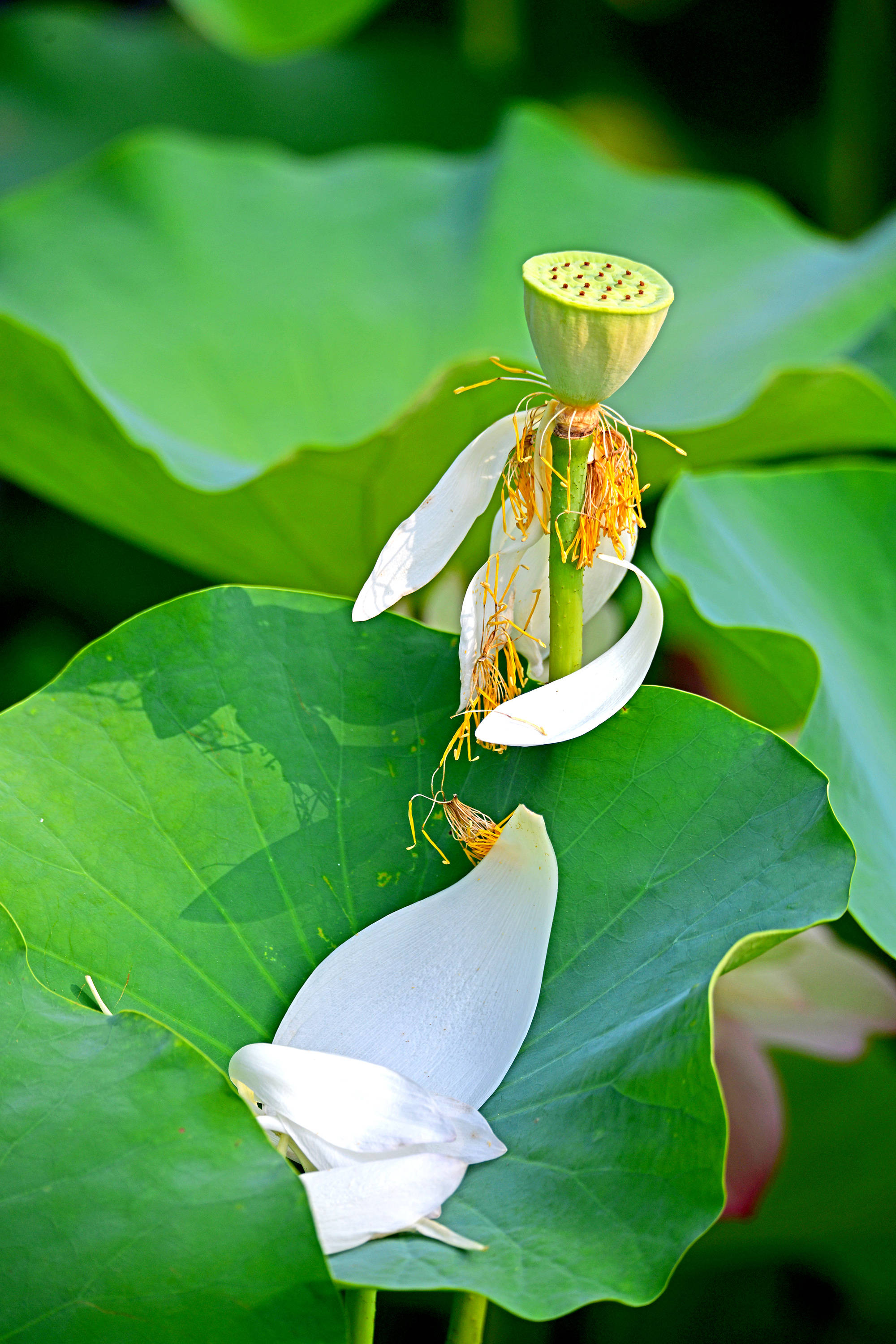 荷塘花鸟画十五暑夏荷花开落瓣见藕实