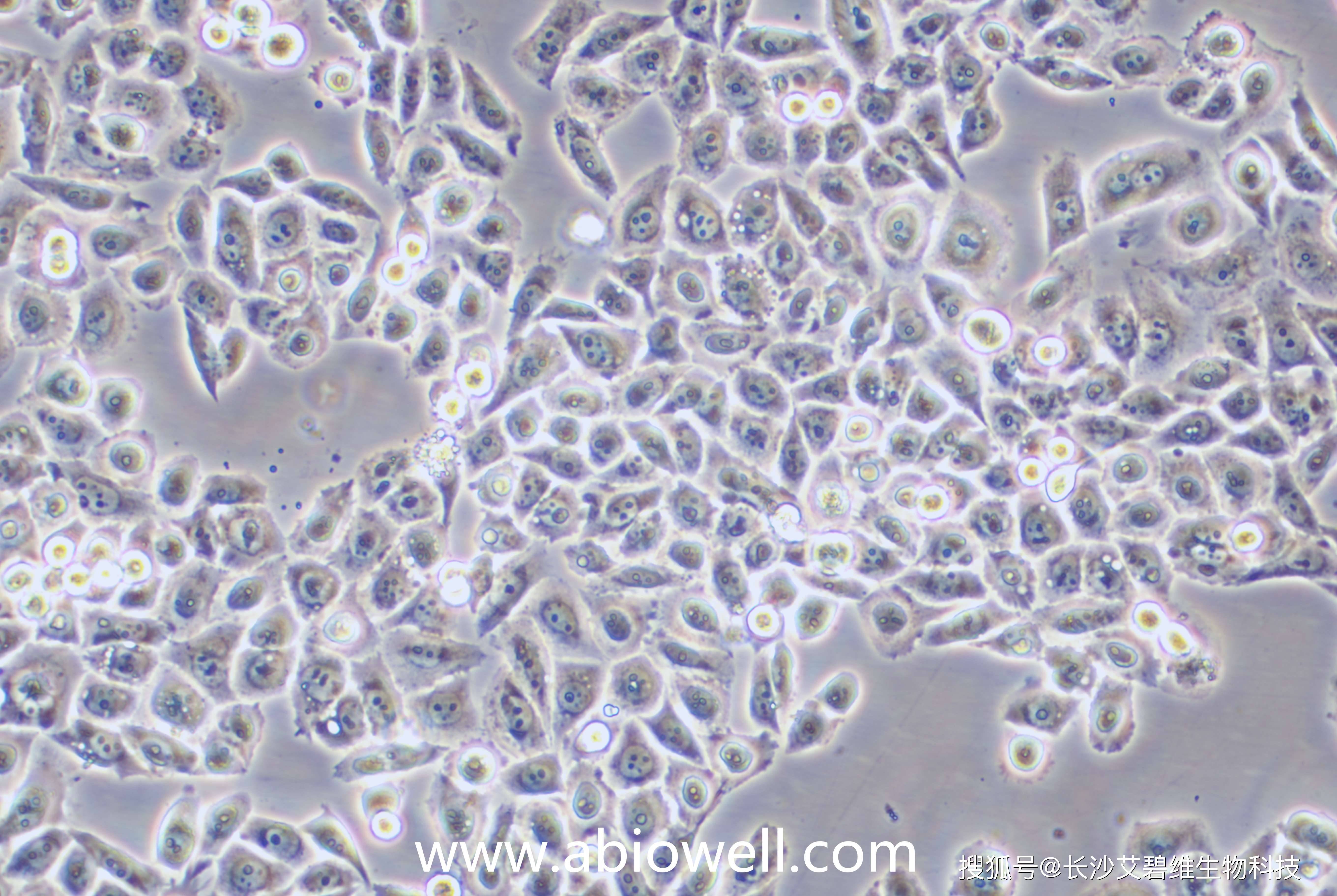 规格:1×106cells2) 形态:上皮细胞样,贴壁生长1) 来源:肝癌细胞特性