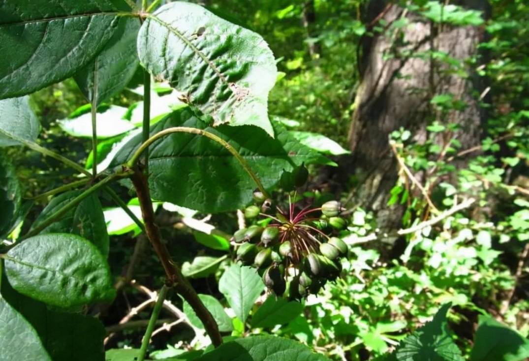 农村1种"拦路草",树枝全是刺,古人金玉满车都不换,可珍贵了_刺五加