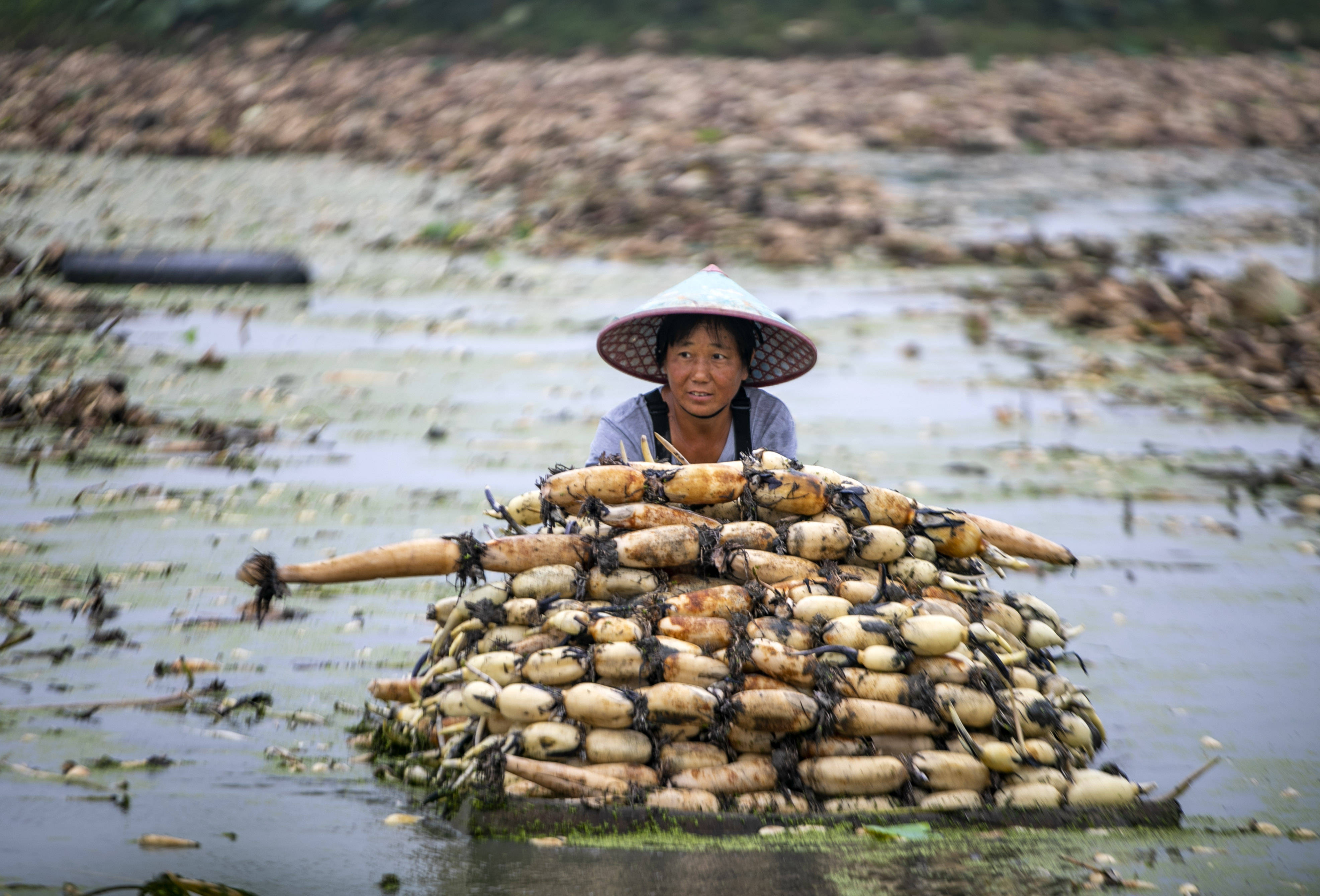 江苏泰州莲藕丰收采摘忙