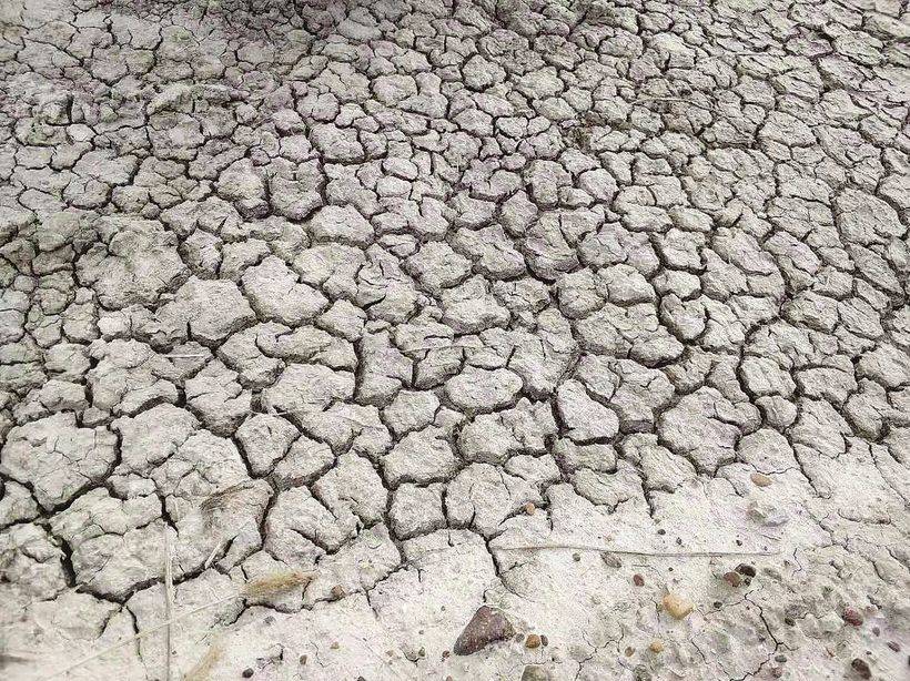 东北盐碱地适合种什么药材,黑龙江盐碱地适合种什么,北方盐碱地适合种