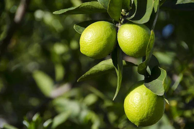 枳实是常用的一个中草药,是芸香科的植物,酸橙的干燥幼果就是枳实。枳实可以破气、消食积,另外可以对痢疾起到治疗的作用,可以治疗泻痢中感觉到里急后重的现象。另外,枳实也可以用于大便不通的治疗。再有枳实可以化痰,可以消除气阻于胸的症状。 酸橙 图源网络 枳实提取物是以酸橙或甜橙等的干燥幼果为原料提取的,提取成分主要有橙皮苷、辛弗林、辛弗林粉、枳实提取物、枳实黄酮。其中枳实提取物橙皮苷具有维持血管正常渗透压,增强毛细血管韧性、降低胆固醇、提高免疫力、抑菌、抗病毒等多种功效。 枳实提取物 在医疗保健、功能食品、食品添加剂、化妆品等领域: 橙皮甙可以用来合成生产一种药物地奥司明,同时,枳实提取物橙皮甙具有多种保健功能,是一种良好的保健食品原料。且在化妆品领域,枳实提取物橙皮甙能有效防止紫外线引起皮肤细胞脂质的过氧化而导致的红斑,可将其作为防晒类化妆品及护肤品的活性成分,进行相关产品的开发。枳实提取物橙皮甙在这些领域均具有广泛应用前景。 枳实提取物 在食品方面领域: 将枳实提取物橙皮甙与柠檬酸,抗坏血酸或磷酸配合使用,作为一种食品添加剂,防止食品脂质氧化腐烂变质。橙皮甙氢化后,其甜度是蔗糖的1000倍。广泛用于果汁、果酒、饮料、糕点及药剂配方的甜味剂(矫味剂),特别适合作为糖尿病患者的食品。 枳实是常用的一个中草药,是芸香科的植物,酸橙的干燥幼果就是枳实。枳实可以破气、消食积,另外可以对痢疾起到治疗的作用,可以治疗泻痢中感觉到里急后重的现象。另外,枳实也可以用于大便不通的治疗。再有枳实可以化痰,可以消除气阻于胸的症状。 酸橙 图源网络 枳实提取物是以酸橙或甜橙等的干燥幼果为原料提取的,提取成分主要有橙皮苷、辛弗林、辛弗林粉、枳实提取物、枳实黄酮。其中枳实提取物橙皮苷具有维持血管正常渗透压,增强毛细血管韧性、降低胆固醇、提高免疫力、抑菌、抗病毒等多种功效。 枳实提取物 在医疗保健、功能食品、食品添加剂、化妆品等领域: 橙皮甙可以用来合成生产一种药物地奥司明,同时,枳实提取物橙皮甙具有多种保健功能,是一种良好的保健食品原料。且在化妆品领域,枳实提取物橙皮甙能有效防止紫外线引起皮肤细胞脂质的过氧化而导致的红斑,可将其作为防晒类化妆品及护肤品的活性成分,进行相关产品的开发。枳实提取物橙皮甙在这些领域均具有广泛应用前景。 枳实提取物 在食品方面领域: 将枳实提取物橙皮甙与柠檬酸,抗坏血酸或磷酸配合使用,作为一种食品添加剂,防止食品脂质氧化腐烂变质。橙皮甙氢化后,其甜度是蔗糖的1000倍。广泛用于果汁、果酒、饮料、糕点及药剂配方的甜味剂(矫味剂),特别适合作为糖尿病患者的食品。