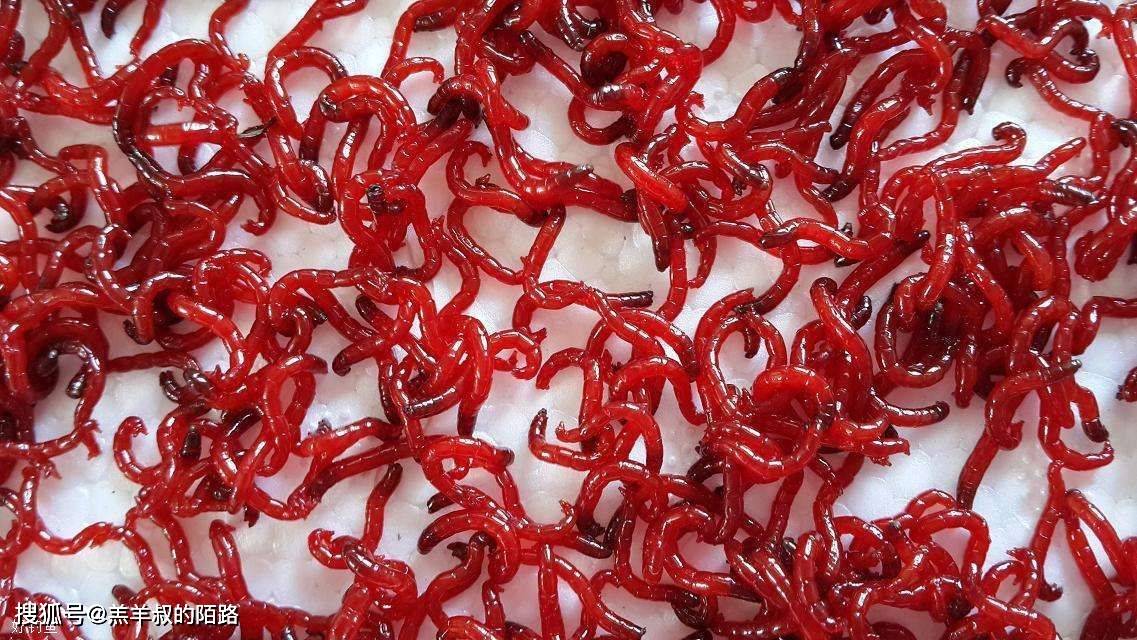 渔乐杂谈:冬季钓鱼用红虫的技巧_效果_鲫鱼_时候