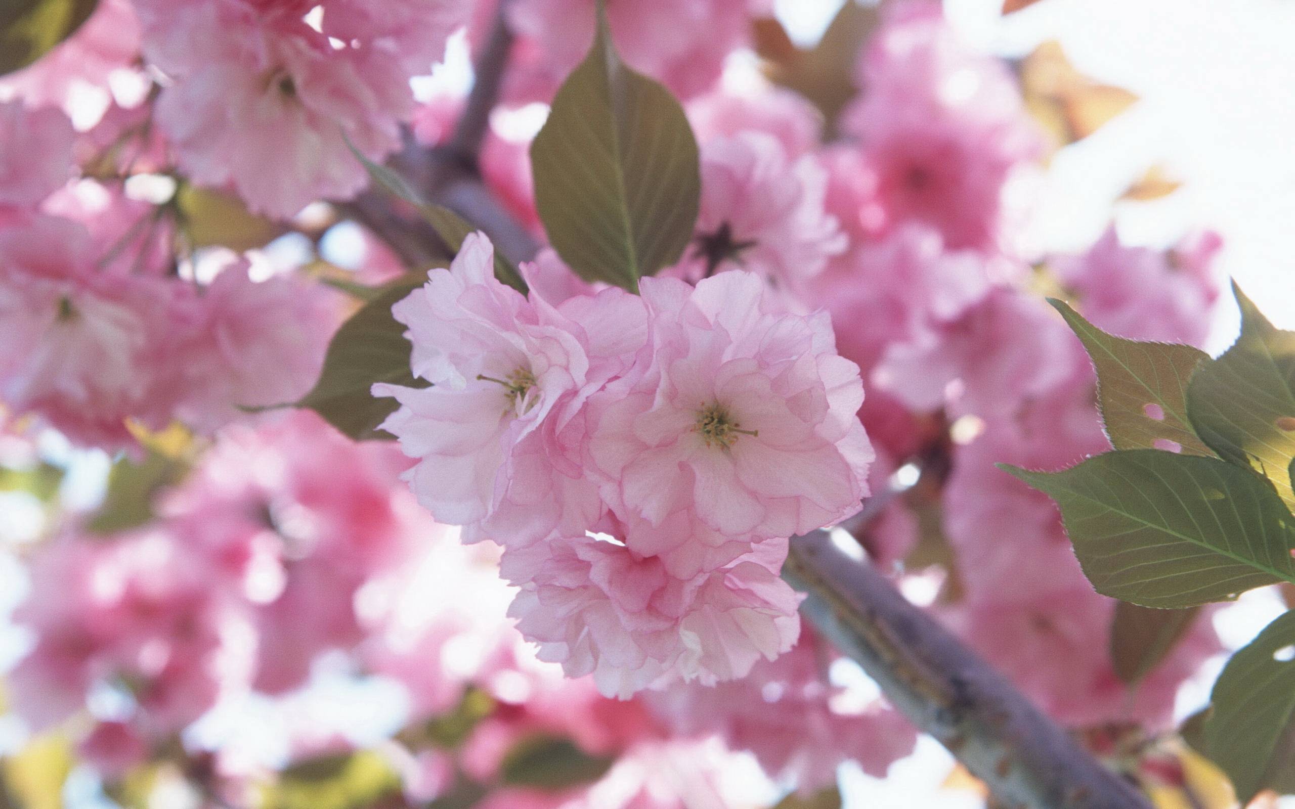 二十四番花信风之③ 立春花信风