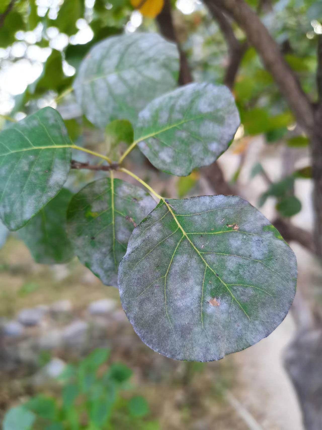 常见园林植物（园林植物栽培与养护） 第5张