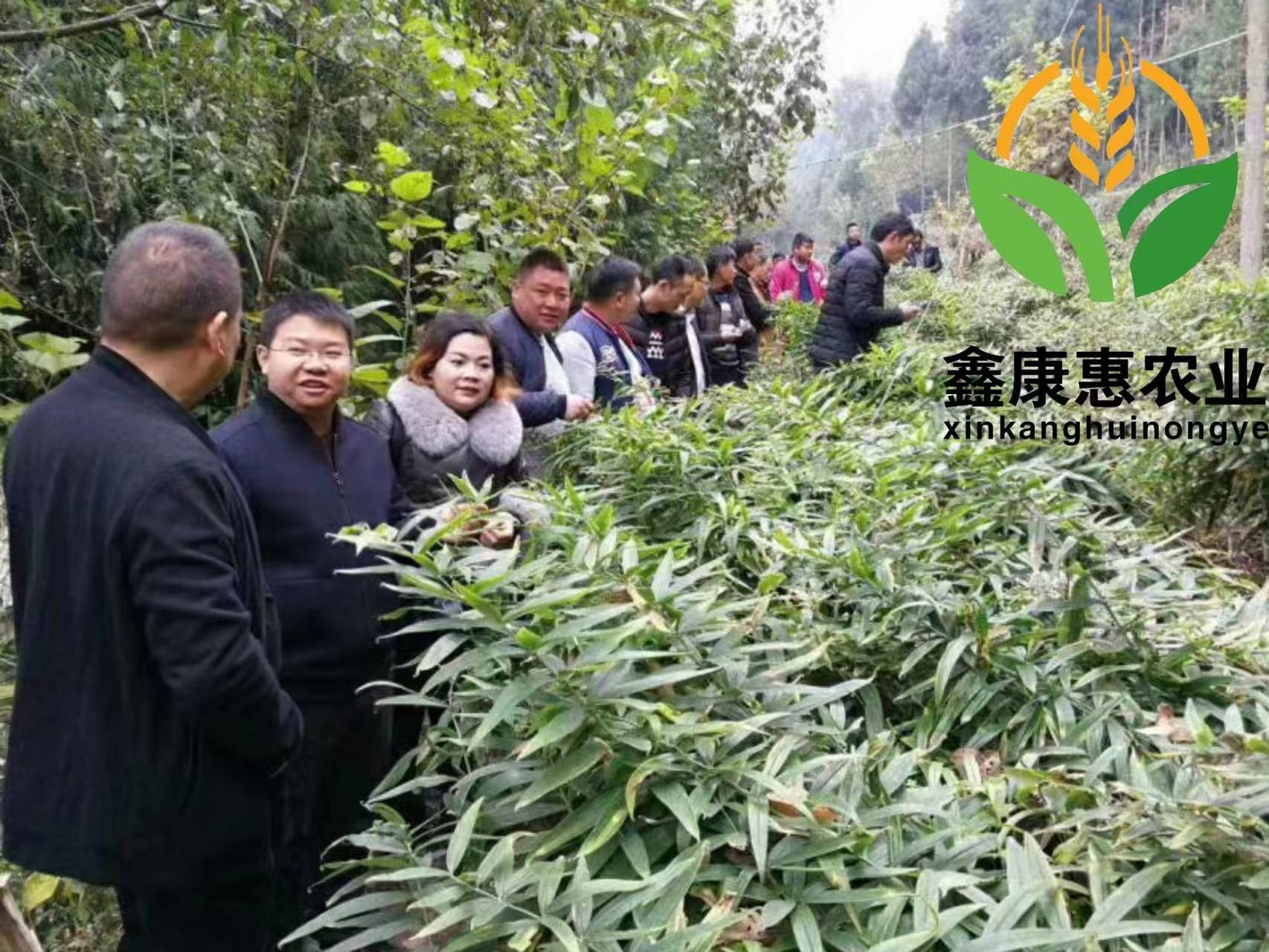 2020年农村创业种植好项目的简单介绍