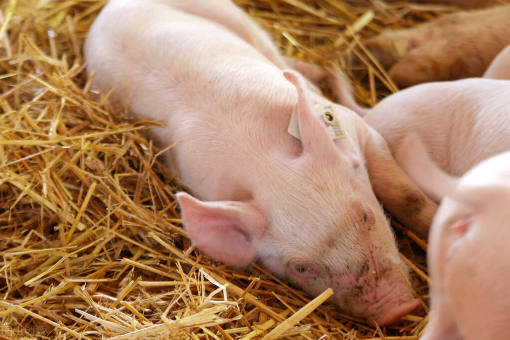 养小猪怎么养才长得快,养好仔猪的方法_饲料_养殖_维诺