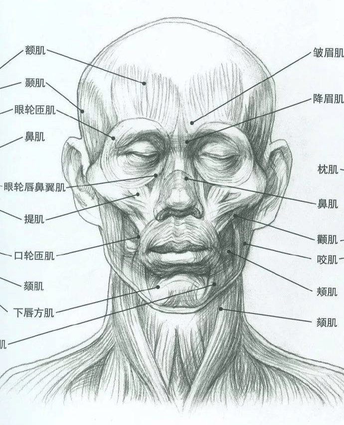 皱眉肌降眉肌图片