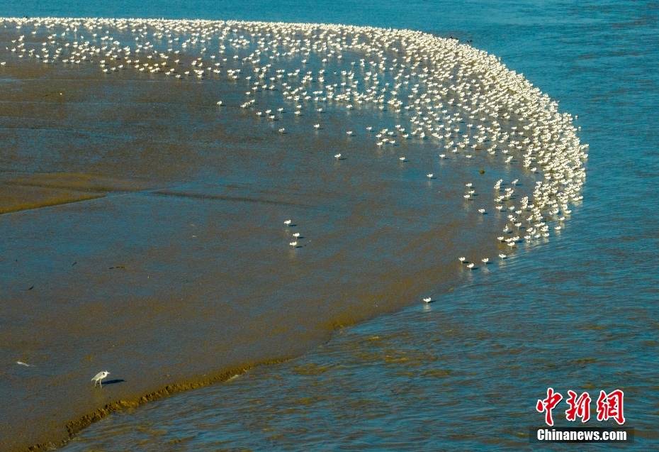 江苏连云港:大批反嘴鹬湿地越冬场面壮观-搜狐大视野-搜狐新闻