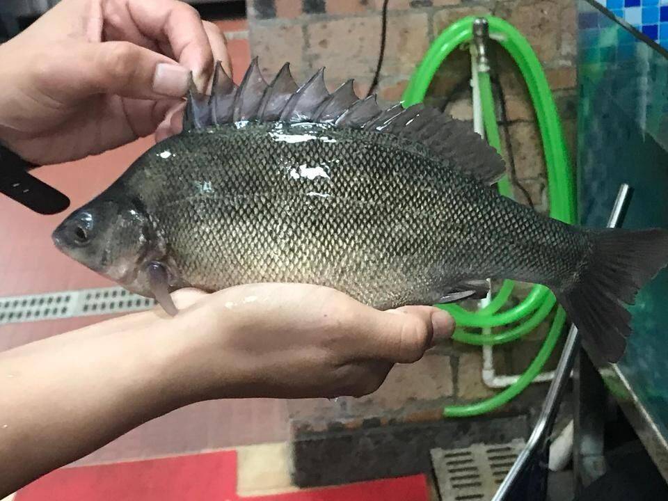 澳洲银鲈原产于澳大利亚墨累-达令河流域,是澳洲四大国宝鱼之一,也是