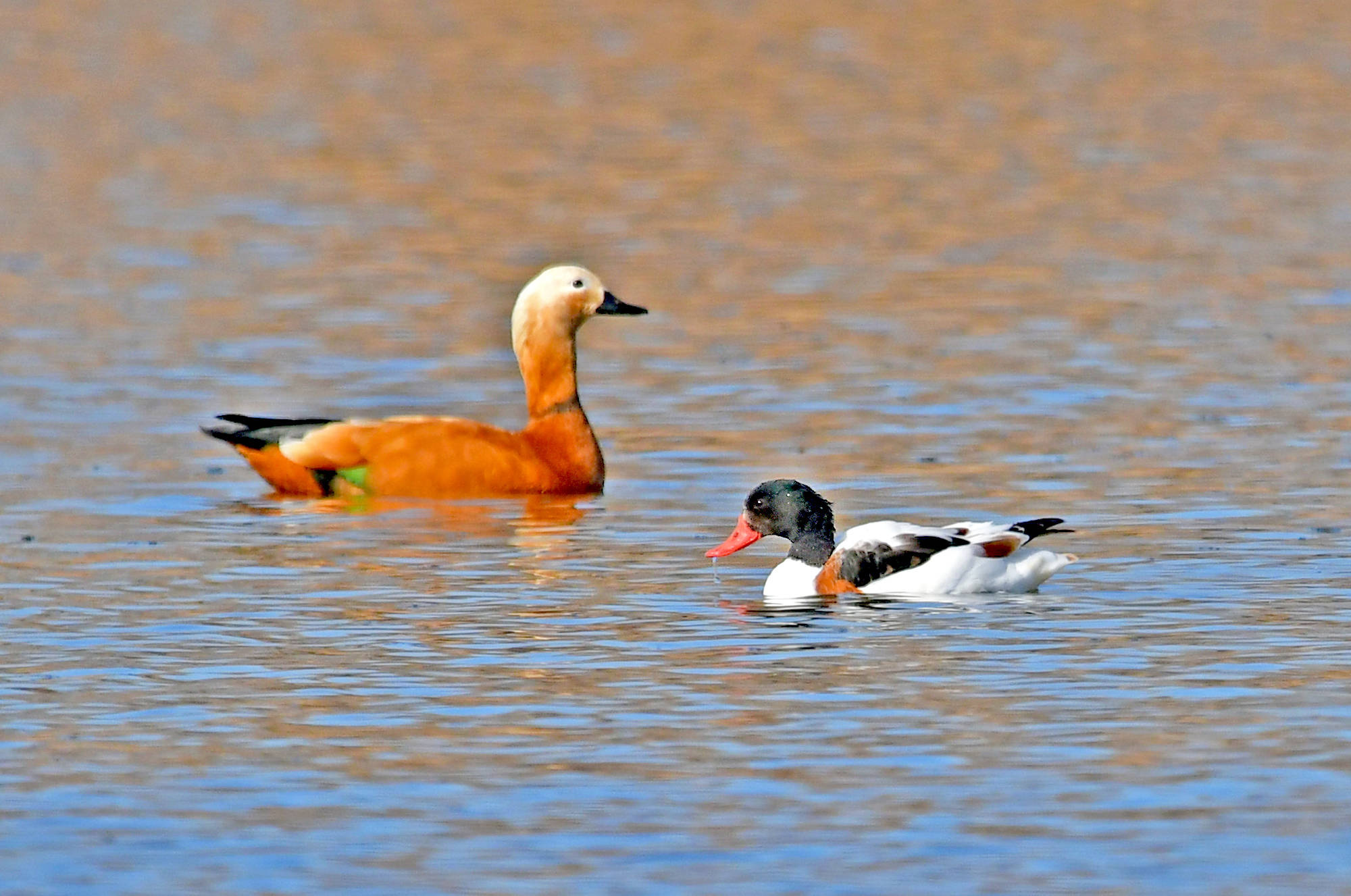 翘鼻麻鸭——观鸟纪实_保护_身体_活动