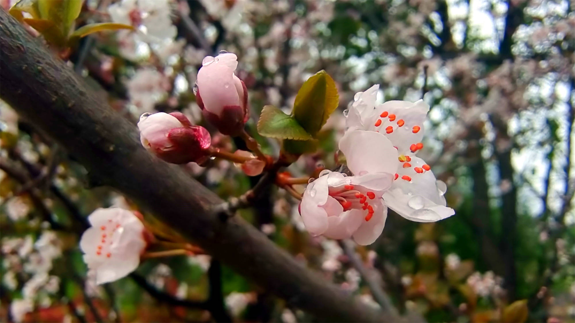 吉安赏花:春雨滋润下的紫叶李花清新秀丽-搜狐大视野-搜狐新闻