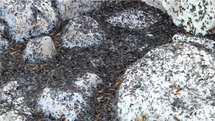 地震后松毛虫大规模入侵土耳其,密密麻麻_虫子_小鸡_饥荒