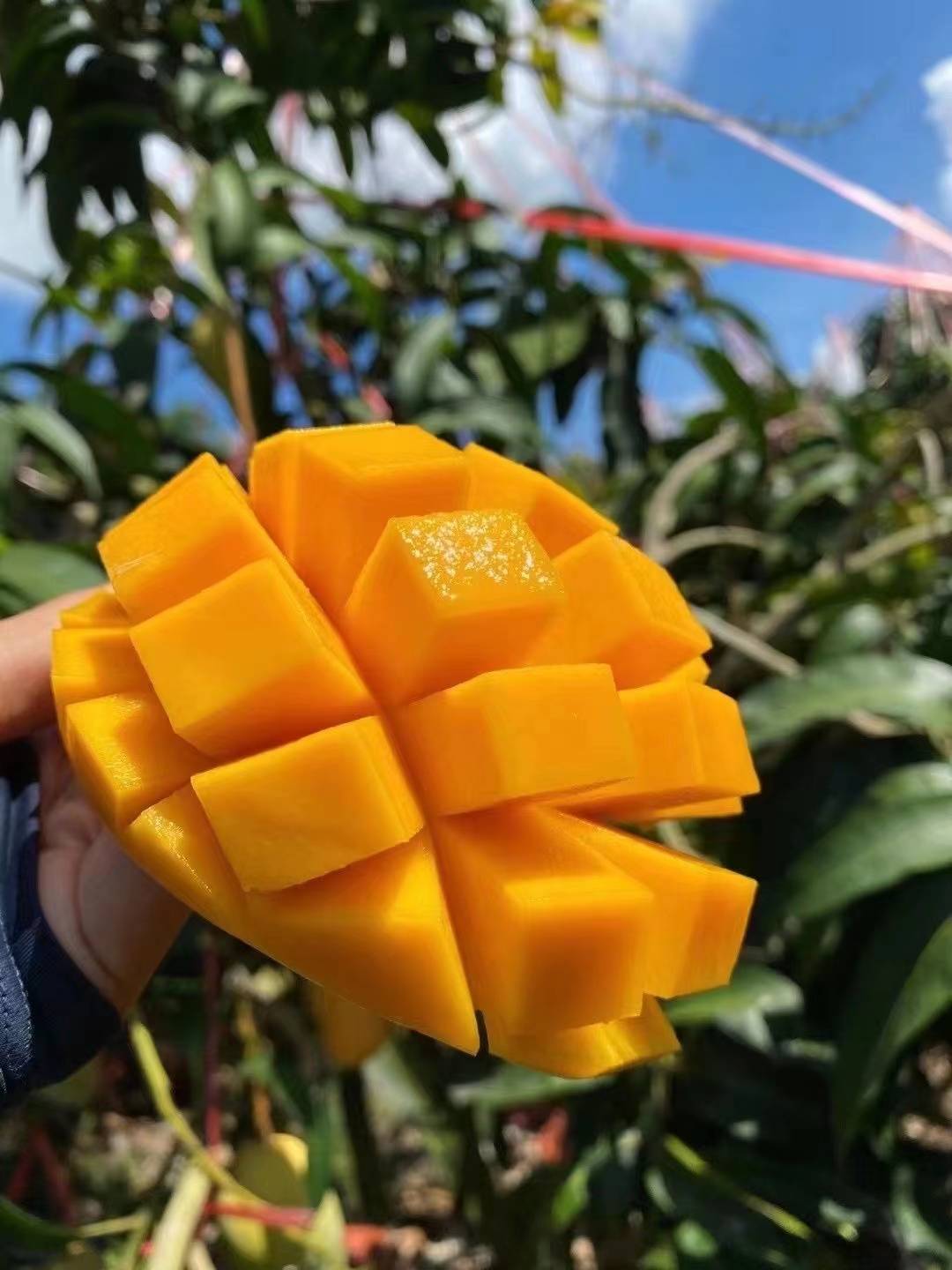 芒果的品种有小台芒,台牙芒,然后是黄金芒,青芒,金龙芒,高乐蜜和长得