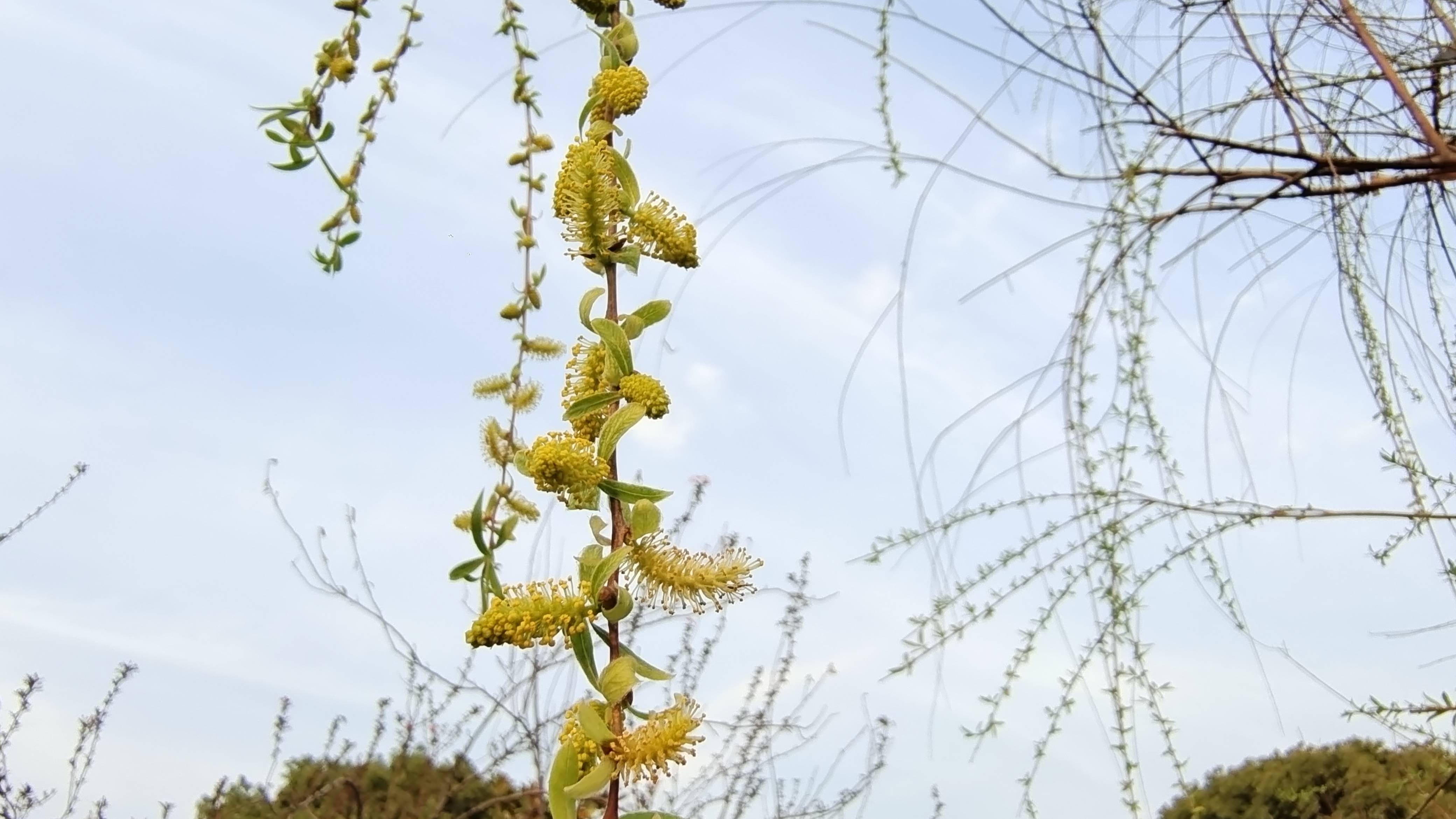 吉安随拍：花花草草之春天的柳花-搜狐大视野-搜狐新闻